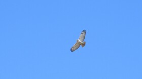 A raptor flies above the camera on a clear day.