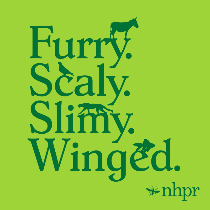 Furry. Scaly. Slimy. Winged.