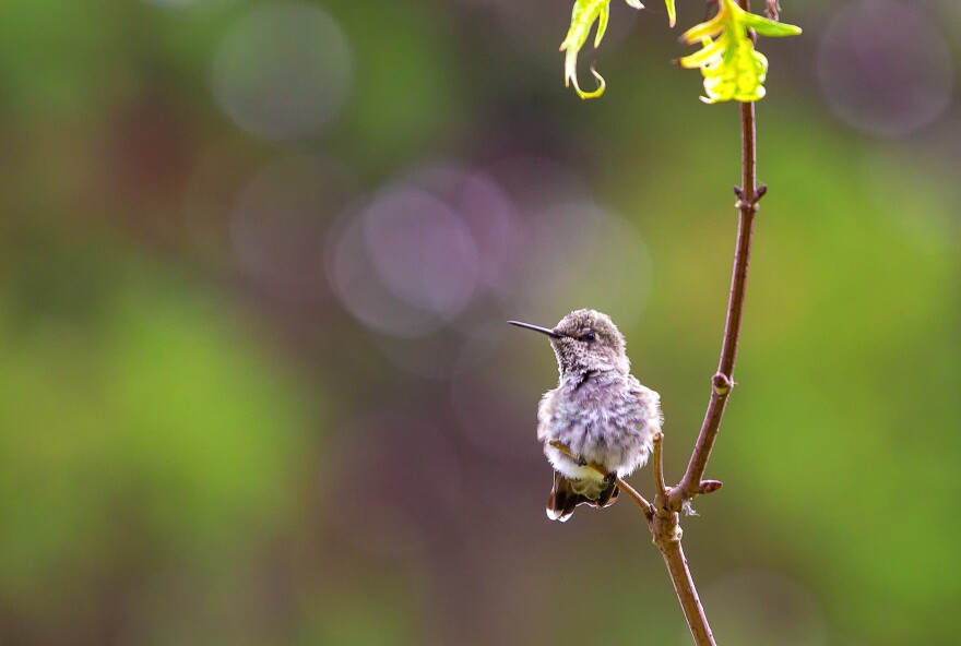 Baby hummingbird on a twig.