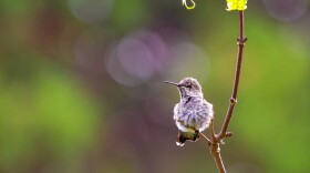 Baby hummingbird on a twig.