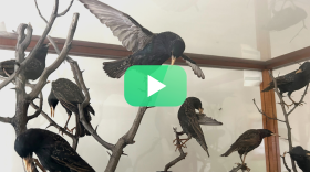 Taxidermy starlings on tree branches in glass case, green play button overlaid