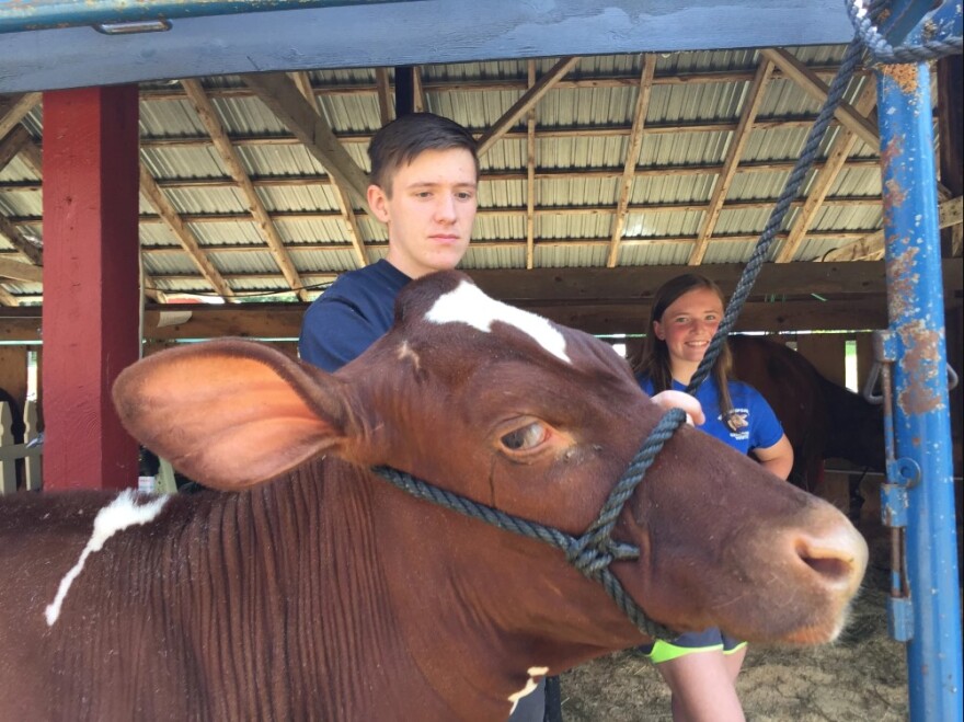 Cousins Jacob Fisher and Emily Fisher, from No Acre Farm in Warner, get 1-year-old "Sunkiss" ready for show at the 2017 Hopkinton State Fair.