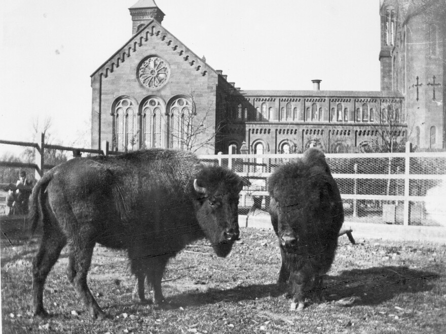 Two bison are in a paddock in the South Yard behind the Smithsonian Institution Building. They were acquired in 1886 by the United States National Museum's Department of Living Animals, which eventually became the National Zoological Park. This photograph, taken sometime between 1886 and 1889, predates the founding of the NZP which was established by Act of Congress in 1889.