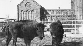 Two bison are in a paddock in the South Yard behind the Smithsonian Institution Building. They were acquired in 1886 by the United States National Museum's Department of Living Animals, which eventually became the National Zoological Park. This photograph, taken sometime between 1886 and 1889, predates the founding of the NZP which was established by Act of Congress in 1889.