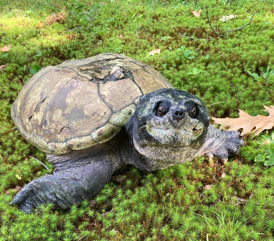 A 42-lb snapping turtle with shell damage.