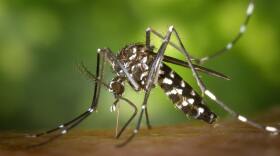 close up black white mosquito