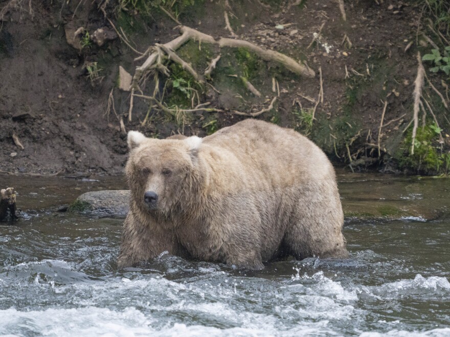 In this photo provided by the National Park Service is Grazer, the winner of the 2023 Fat Bear Contest, at Katmai National Park, Alaska on Sept. 14, 2023.