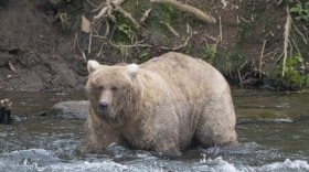 In this photo provided by the National Park Service is Grazer, the winner of the 2023 Fat Bear Contest, at Katmai National Park, Alaska on Sept. 14, 2023.