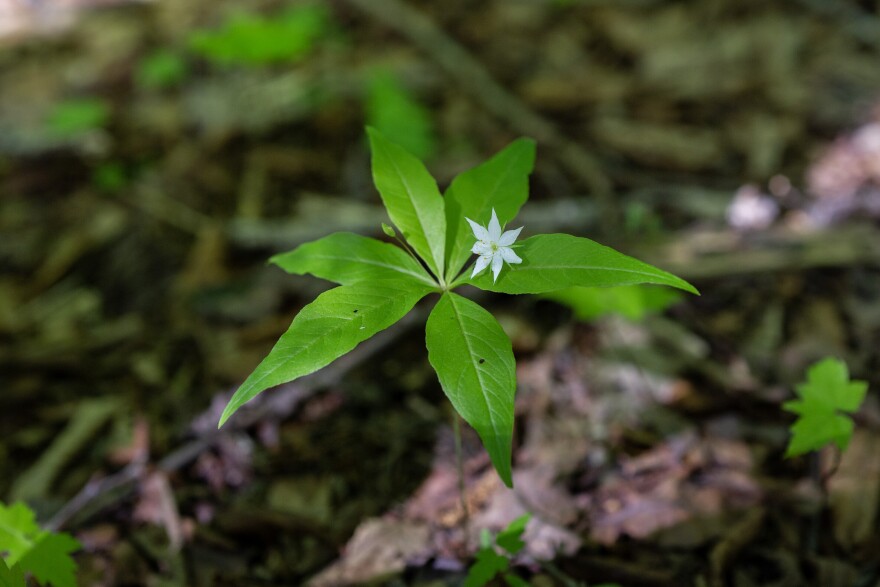 A starflower blooms.