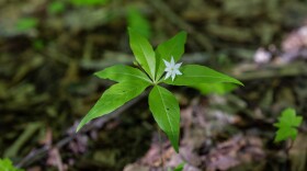 A starflower blooms.