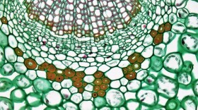 A cross-section of plant cells magnified by four hundred times. They look like a loose stone wall, each cell outlined in juicy green, oranges, and pinks.