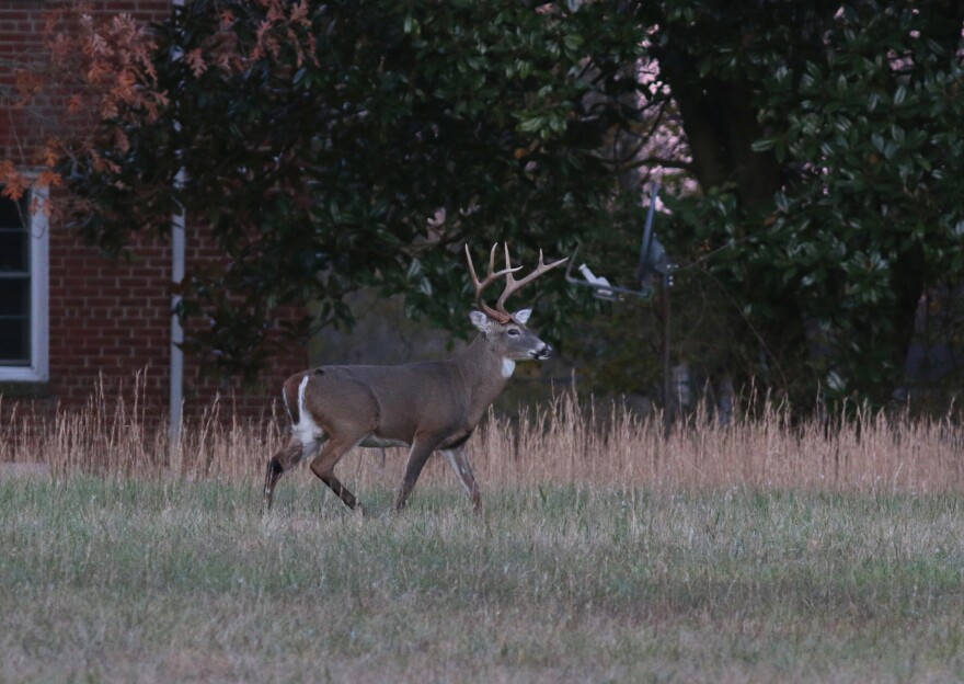 A male White-tailed Deer at Eastern Ecological Science Center located on the Patuxent Research Refuge.