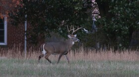 A male White-tailed Deer at Eastern Ecological Science Center located on the Patuxent Research Refuge.