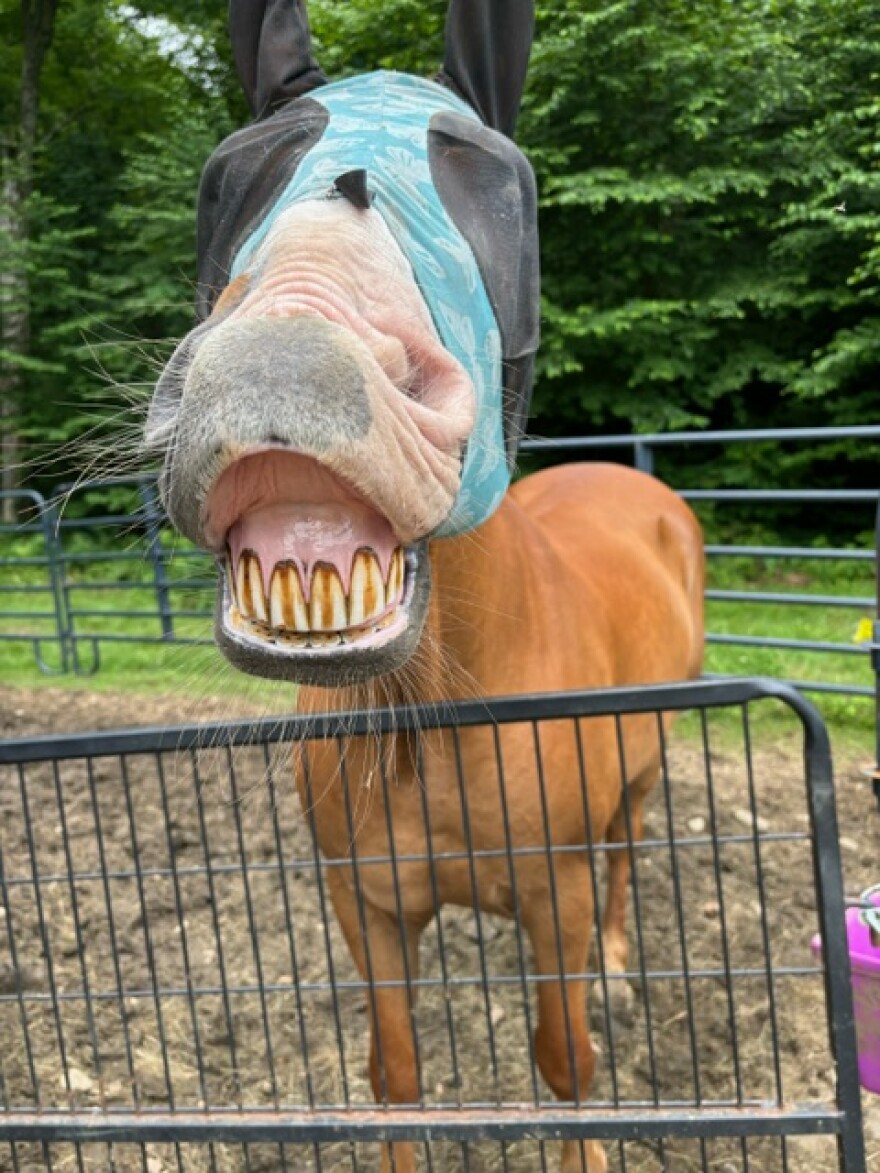 One of the horses at Freedom Reins Therapeutic Riding Center.