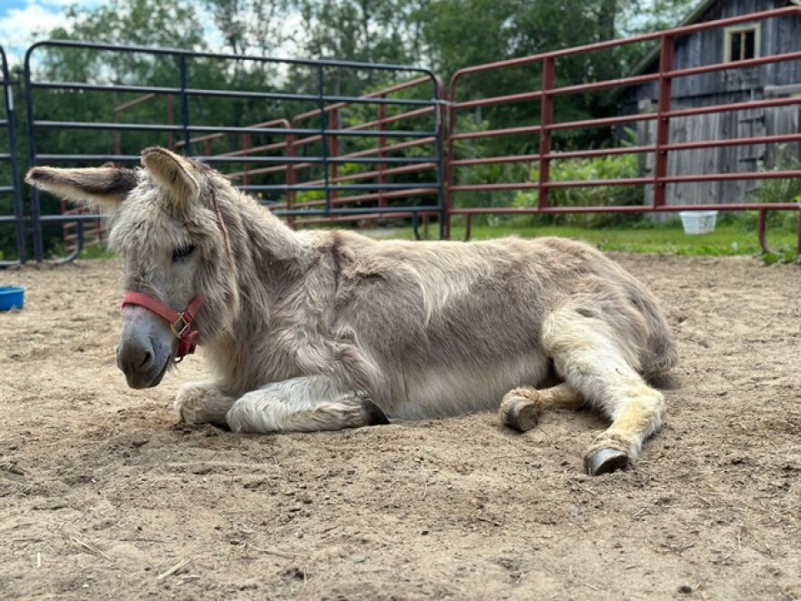 One of the senior donkey's at the rescue, 20 year old Markus.