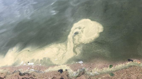 A cyanobacteria bloom reported in Wolfeboro prompted a warning from the New Hampshire Department of Environmental Services. Cyanobacteria blooms, commonly referred to as blue-green algae, are being reported all around Lake Winnipesaukee this week. Alerts and warnings have been issued for numerous lakeside locations since June 12.