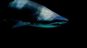 A shark moves into frame against a black background.