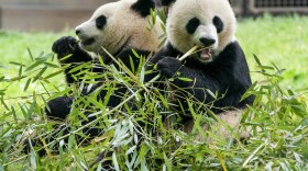 Giant pandas eat bamboo at the Smithsonian's National Zoo, May 4, 2022, in Washington, D.C.