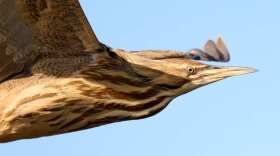 An American bittern.