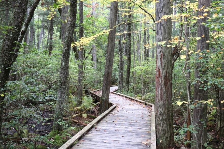 A boardwalk through a cedar swamp.