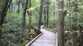 A boardwalk through a cedar swamp.