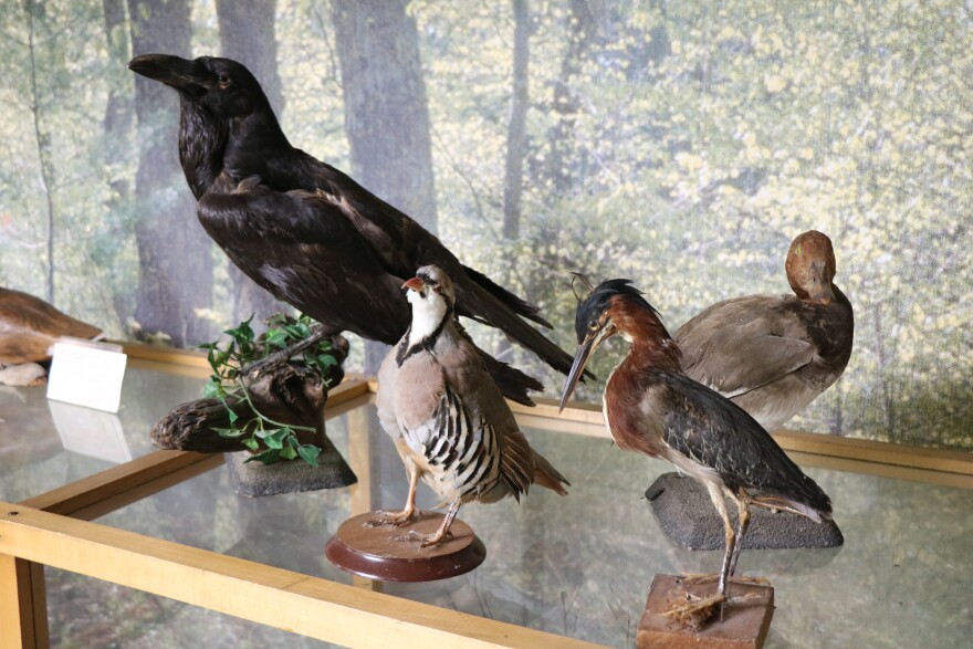 Birds displayed on top of a case in a taxidermy collection