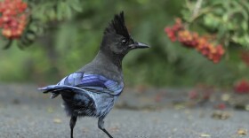 The Steller’s Jay—and dozens more—could get a new name soon under a controversial proposal by the American Ornithological Society to re-name all birds named after people.