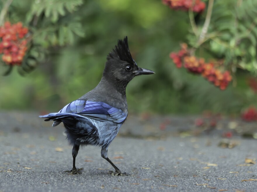 The Steller’s Jay—and dozens more—could get a new name soon under a controversial proposal by the American Ornithological Society to re-name all birds named after people.