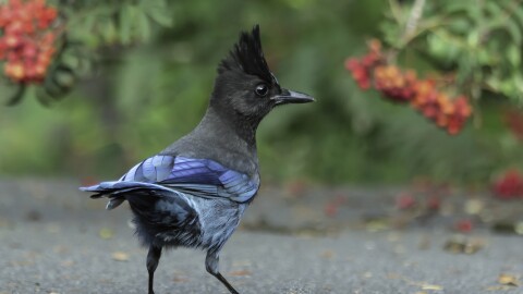 The Steller’s Jay—and dozens more—could get a new name soon under a controversial proposal by the American Ornithological Society to re-name all birds named after people.