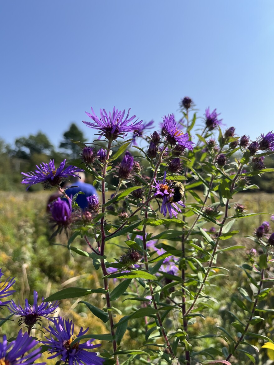 Purple aster is scattered across the grasslands of the Silk Farm Wildlife Sanctuary