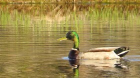 A proposed New Hampshire Fish and Game rule would create a special waterfowl hunting weekend for active duty and military veterans. Dan Tuohy photo / NHPR file photo