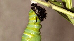 The pupa now starts wriggling and gyrating energetically to finally dislodge its skin. This Monarch took 12 minutes to complete the moulting process