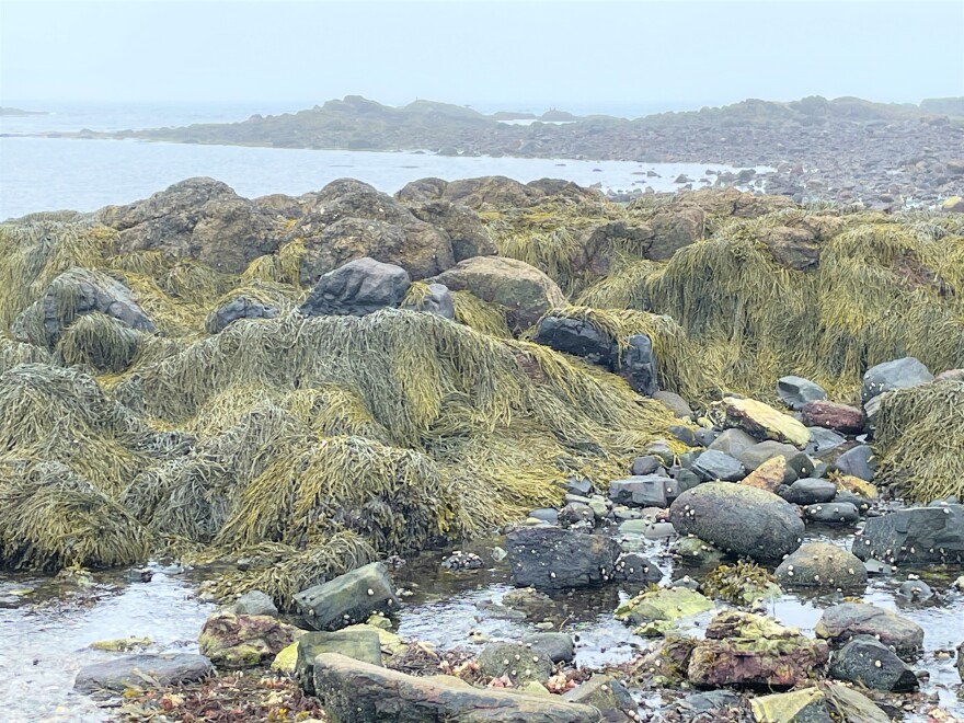  A foggy view of seaweed and rocks at Odiorne Point.