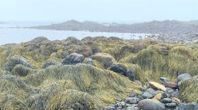  A foggy view of seaweed and rocks at Odiorne Point.