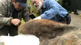 Valerii Plotnikov (left) from the Academy of Sciences of the Republic of Sakha, Yakutsk, Russia, and Daniel Fisher of the University of Michigan examine a woolly mammoth unearthed during a 2018 expedition. 