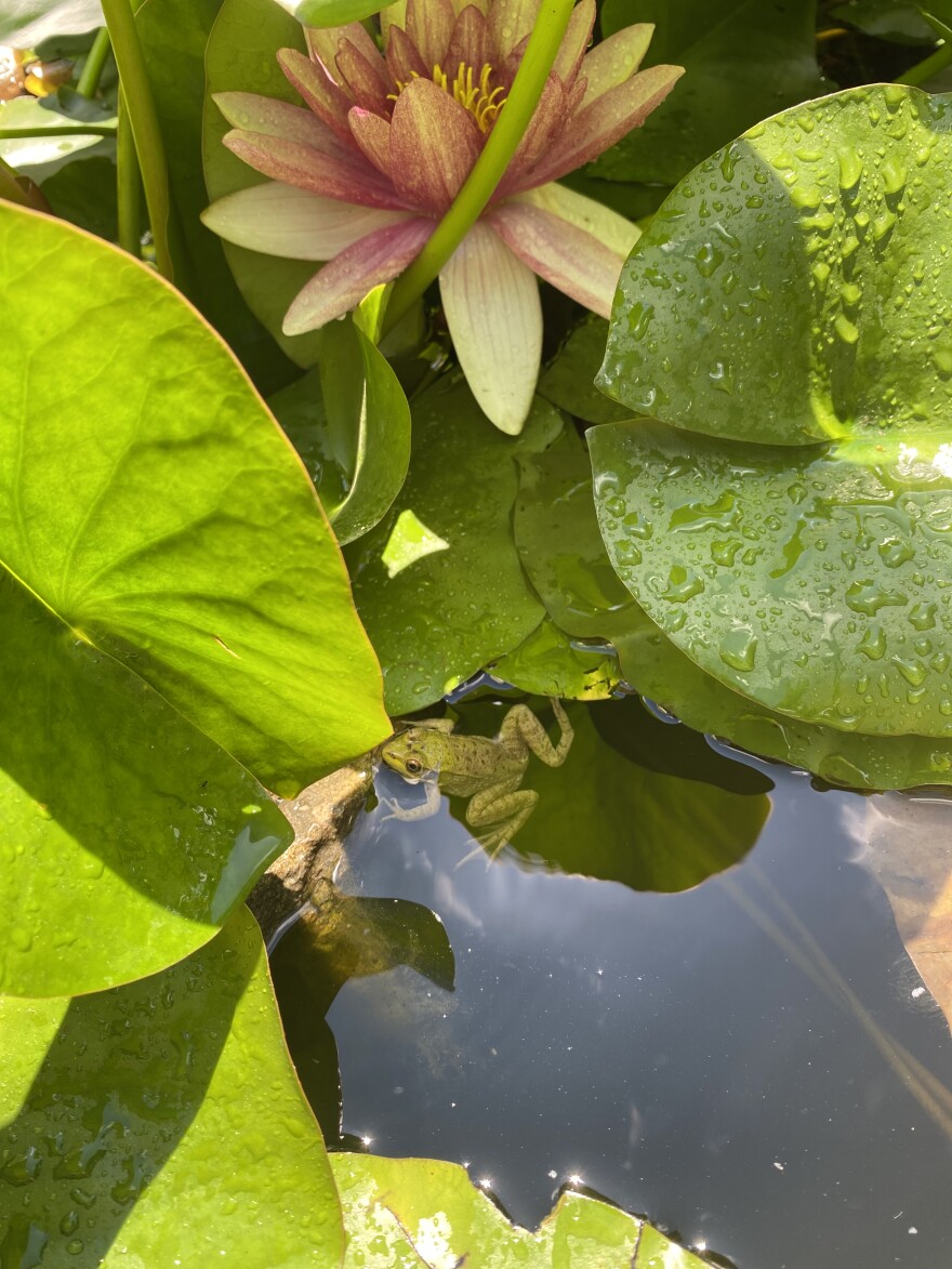 A frog amongst lilypads