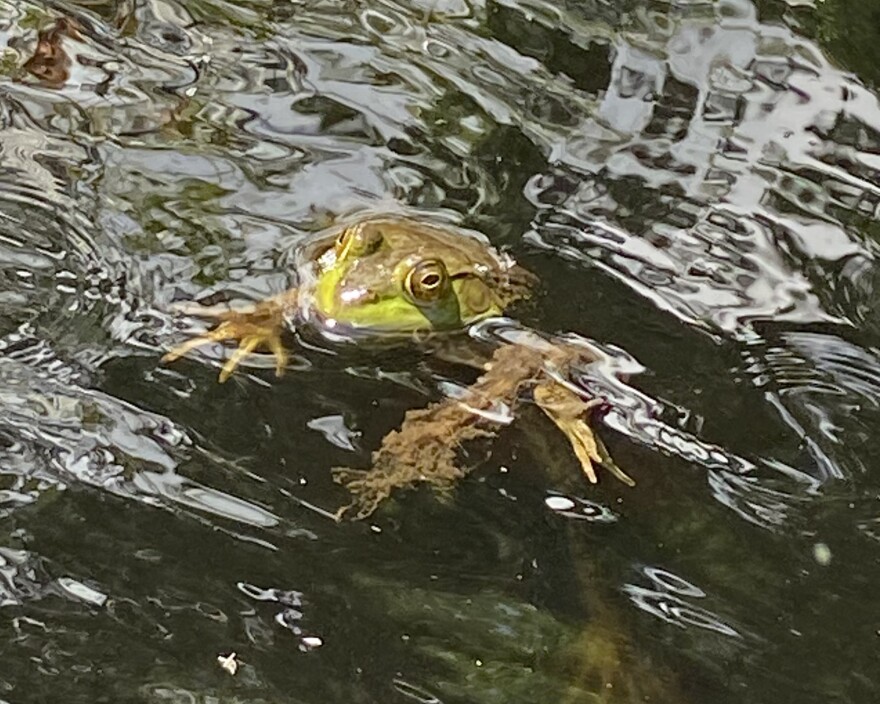 A frog floats in water