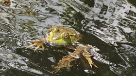 A frog floats in water