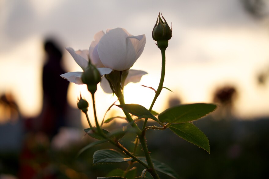 A branch of white roses in various states of bloom in focus, before a blurry golden sunset.