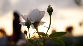 A branch of white roses in various states of bloom in focus, before a blurry golden sunset.