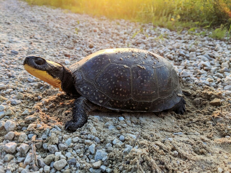 A Blanding's turtle shows his yellow throat.