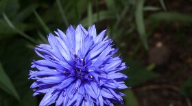 A Bbue cornflower.