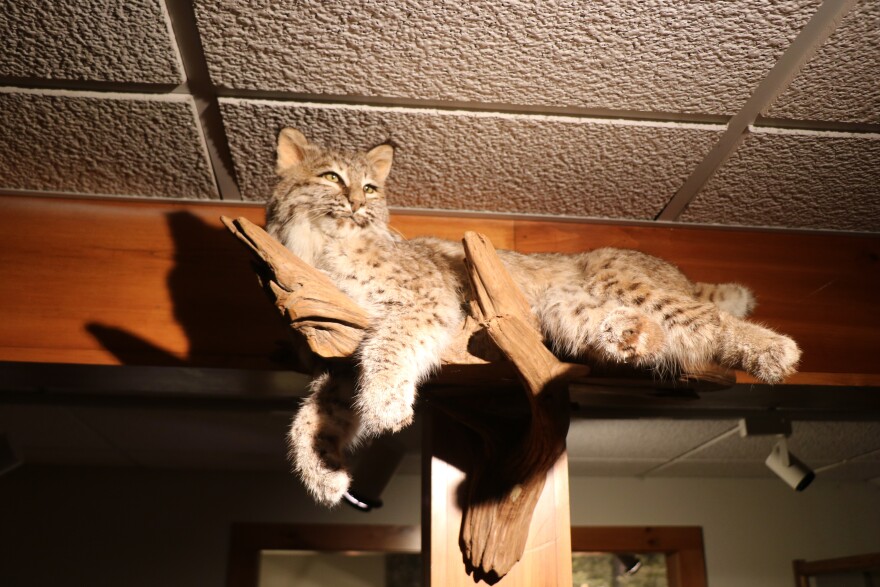 A bobcat is perched on a piece of wood near the ceiling of the building.