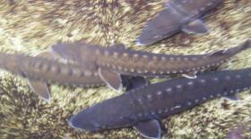 The shortnose sturgeon can grow to be as big as 50 pounds and 4.5 feet long, according to the National Oceanic and Atmospheric Administration.