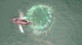 Humpback whales blow spiraling circles of bubbles to create underwater nets for their tiny prey, krill. 