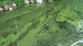 There are about 12 different species of the bacteria across New Hampshire, and they can all have different presentations. Some look like an oil slick on top of the water, but the typical presentation is a blue-green splotch. "If it looks gross, don’t swim in it. Don’t let your pet near it," said Ted Diers, manager of the water division at the Department of Environmental Services.