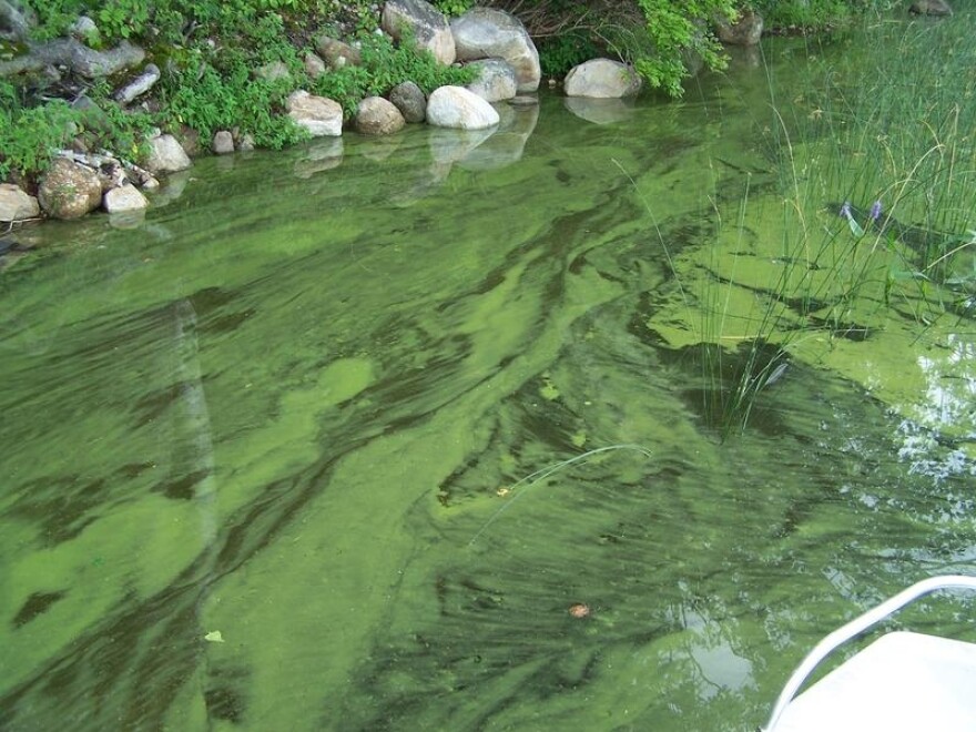 There are about 12 different species of the bacteria across New Hampshire, and they can all have different presentations. Some look like an oil slick on top of the water, but the typical presentation is a blue-green splotch. "If it looks gross, don’t swim in it. Don’t let your pet near it," said Ted Diers, manager of the water division at the Department of Environmental Services.