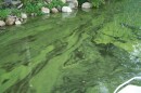 There are about 12 different species of the bacteria across New Hampshire, and they can all have different presentations. Some look like an oil slick on top of the water, but the typical presentation is a blue-green splotch. "If it looks gross, don’t swim in it. Don’t let your pet near it," said Ted Diers, manager of the water division at the Department of Environmental Services.