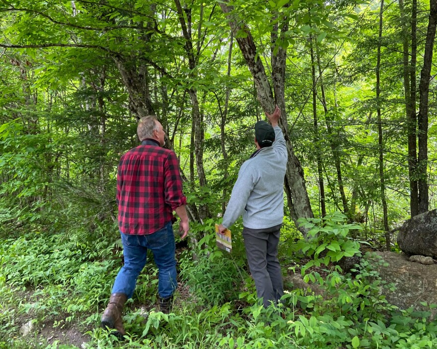 Two men in the woods