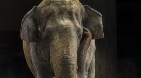 Shanthi, a female Asian elephant, in Smithsonian's National Zoo (2016).